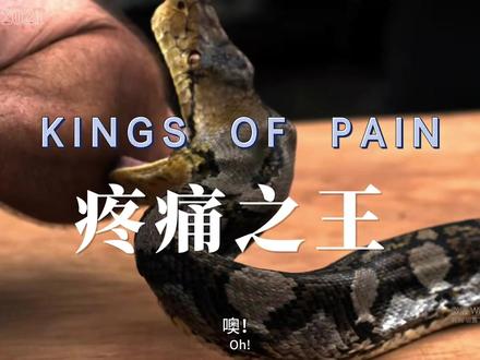 疼痛之王,一个需要你吃止疼片看完的野外节目!