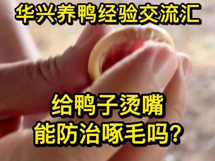 鸭子啄毛只有经历过的养殖户,才知道有多无奈#美好乡村一起守护 #三农计划2022流量扶持#年轻人的三农创业