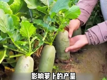 俗话说:萝卜不怕痒,越锄越肯长。这锄你知道指的是什么#三农 #种植小技巧 #萝卜种植