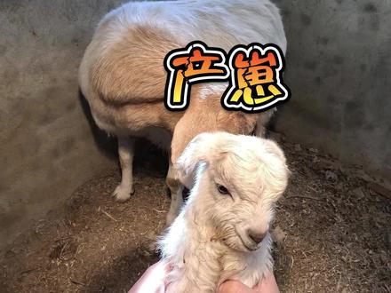 生了生了,终于生了! #农村生活 #农村养殖 #羊