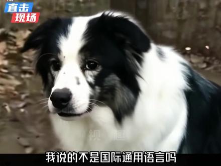 狼:你在这狗叫什么? #搞笑配音 #搞笑 #狼 #狗 #边牧