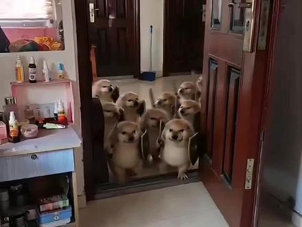 #我的刀盾 #家有中华田园犬 #剪映 #我的刀盾狗 #刀盾狗 我的刀盾奶龙 我的刀盾图片 我的刀盾比比拉