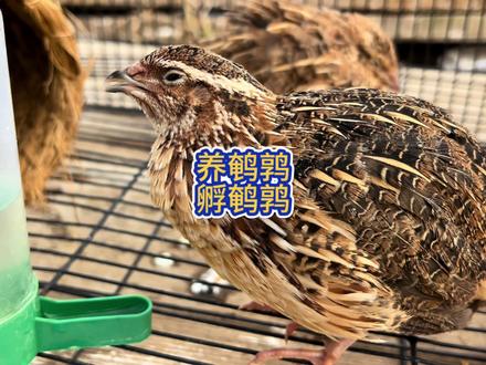 计划的第一步#孵化 #鹌鹑 #孵化