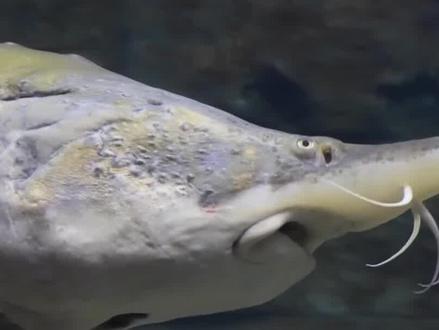 中华鲟为啥不产卵了?最终难道要跟白鲟一样,走向断子绝孙的境地吗? #中华鲟 #白鲟