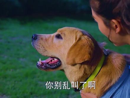 第二段|小七:特种兵竟然瞧不起我,看我怎么斗智斗勇 #神犬 @DOU+小助手