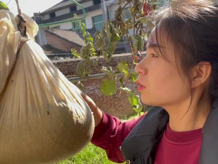 拐枣你吃过吗?拐枣熬制的糖你喝过吗?它的好处太多了~你们说说吧!#拐枣#抖音美食创作人 @DOU+小助手