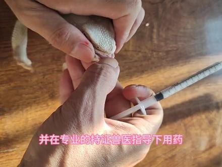 如何给爬宠驱线虫#鬃狮蜥 #爬宠#一袋鬃狮养爬日常#创作灵感