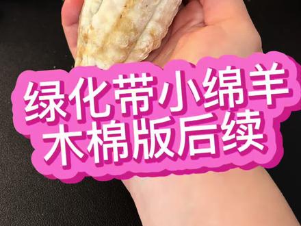木棉:前人“翻车”🚘后人“养羊”🐑 #绿化带文玩 #世界上不可思议的果实种子图鉴 #木棉 #内容启发搜索 #万物皆可种草搜