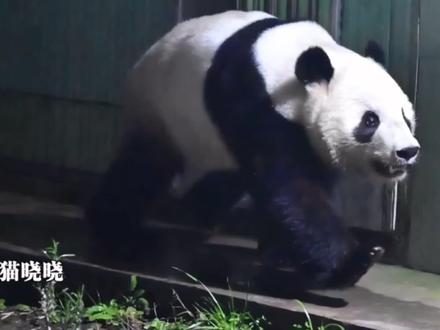 大熊猫晓晓和蕾蕾目前在雅安基地接受隔离检疫和适应新环境