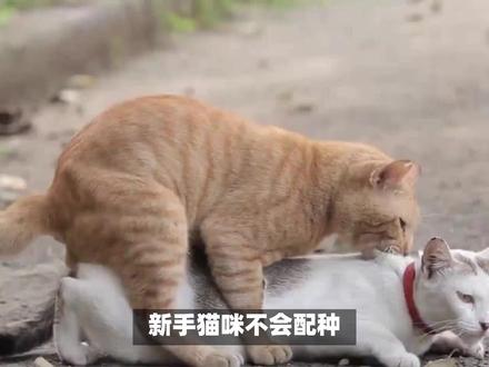 猫咪配种大揭秘,让你轻松成为猫咪配种达人 #猫知识 #捡到猫 #喂猫日记 #英短三花 #流浪猫领养 #养猫新手