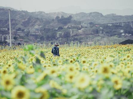 乘船过江看花海 @ #游玩攻略 乘坐六十四路公交再转乘渡船去鲊石看向日葵游玩攻略 #网红打卡 记得询问船主回程渡船开船时间 ##周末休闲好去处