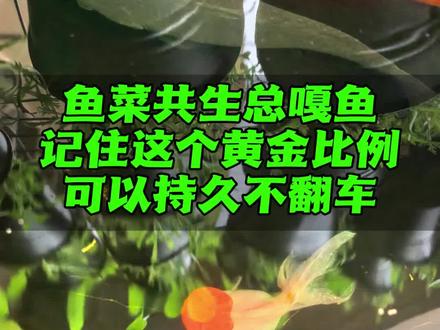 鱼和菜的黄金比例 以及2个不能犯的错误分享#鱼菜共生 #养鱼日记