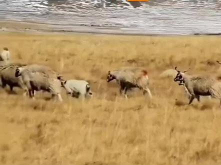 李微漪说草原上的护理会装瘸,羊会装死,狗会监守自盗,都聪明的很