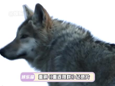 格林:俩人都淡淡的,但一碰上我的事就着急忙慌的#重返狼群 #狼 #野生动物零距离 #李微漪