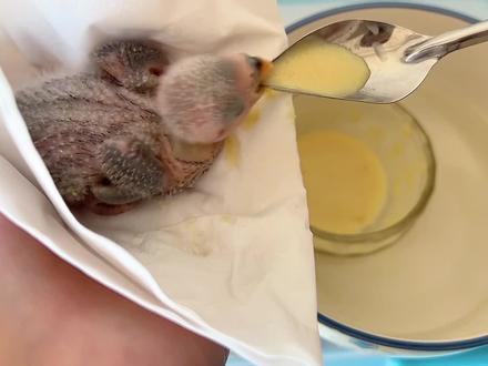 如何给刚掏窝的牡丹鹦鹉喂奶粉?出壳10-15天平均4小时#牡丹鹦鹉 #牡丹鹦鹉喂奶 #手养鹦鹉 #鹦鹉喂养