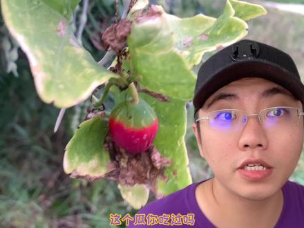 有可能会成为我们餐桌上的新菜~种植的很少~ #空遇科普 #瓜 #抖音自然