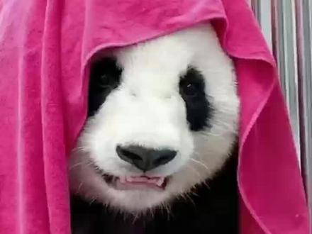 白云和高高的儿子云子 从石家庄飞回四川了。祝养老生活一切顺利,开心顺遂。#大熊猫