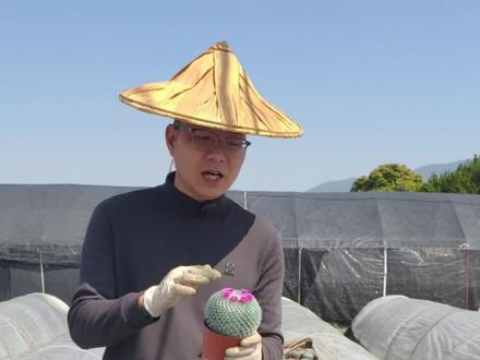 它没那么容易养死#仙人球 #玉翁