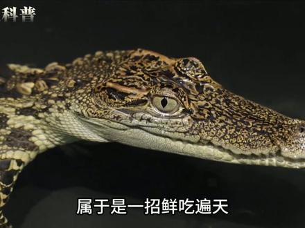 你心中的完美动物是什么?#青年创作者成长计划 #鳄鱼 #科普一下