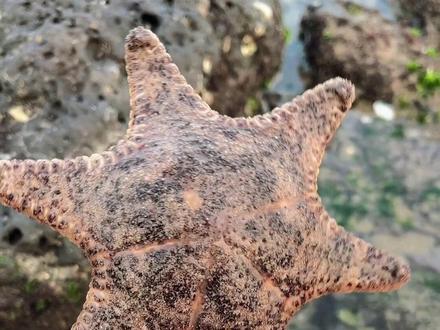 赶海现抓现吃,还碰到一大群海星#三农 #赶海 #赶海生活