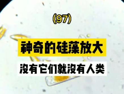 神奇的硅藻放大1600倍,没有它们就没有人类#硅藻#微观世界 #科普 #涨知识 #生物