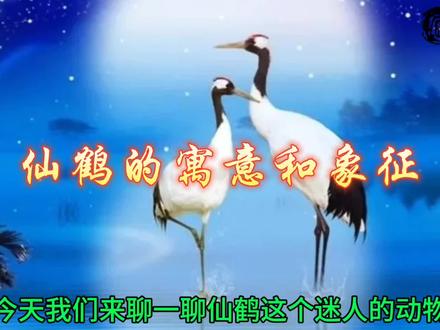 仙鹤的寓意和象征