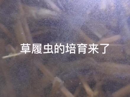 说好要更新的,结果,隔了这么久才有空#草履虫 #鱼苗开口 #金波子