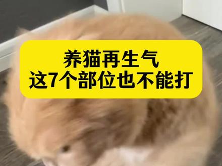 养猫再生气,这7个部位也不能打。猫咪#养猫人 #养猫新手#养猫经验分享