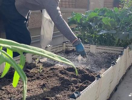 春播伊始,用生石灰养土种菜,后期病虫害少,管理轻松很多 #种菜#土壤消毒 #种植小技巧 #生石灰 #自己种的纯天然的绿色蔬菜