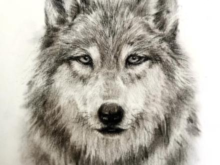 在狼的眼睛里,永远看不到失败的气馁,因为它们知道,不管经历过多少次失败,最后的成功一定属于它们#素描#狼 #画画 #原创 #动物