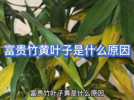 富贵竹黄叶子什么原因#爱生活爱养花 #花卉绿植 #一花一草一世界 #种植小技巧 #兰花日常管理