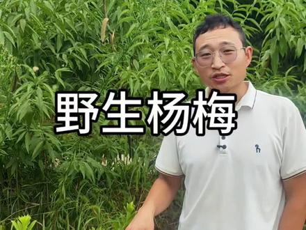 野生杨梅树锯齿状明显#农业 #果树
