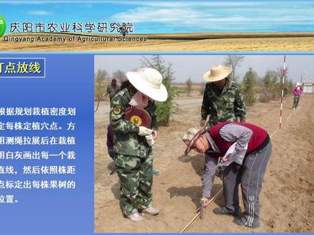 矮化苹果园标准化建园技术