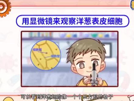 看趣味动画,学六年级上册科学知识点,观察洋葱表皮细胞#科学小实验 #知识科普 #小学科学 #趣味科普