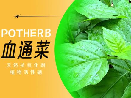 血通菜又称活力菜,遇到这种菜切记不要错过,它是营养好吃的野菜#野菜美食 #健康饮食 #养生汤 #野菜汤
