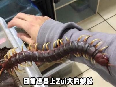 长相狰狞的怪物,食肉巨兽巨人蜈蚣,究竟能长多大?@抖音小助手 #巨人蜈蚣 #科普一下 #节肢动物 #猎奇 #知识科普