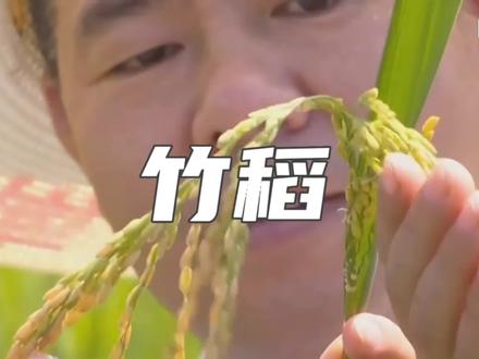 竹子杂交的水稻
#竹稻
#农业
#新粮食