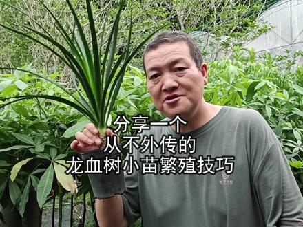 分享一个,从不外传的龙血树小苗繁殖技巧!