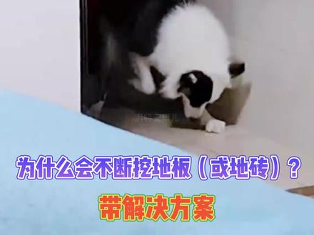 狗狗为什么会不断挖地板或地砖?