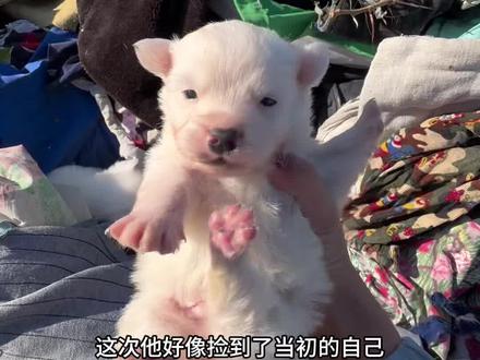 钓鱼找狗妈妈 钓鱼的路上总能刷新出新的流浪小狗最近都结冰了鱼很难钓 还好抢到个好钓位 给自己淋过雨为小奶狗撑伞的小木头点赞#钓鱼的乐趣只有钓鱼人懂 #钓鱼封神榜#伽玛精工 #拿铁战 #钓鱼人就是这么疯狂