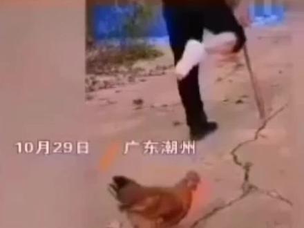 今天一公鸡模仿主人瘸腿走路的视频引起网友爆笑热议,万物皆有灵,莫非公鸡也进化到了可怕境地,我们还浑然不知… #搞笑 #今天有什么好笑的