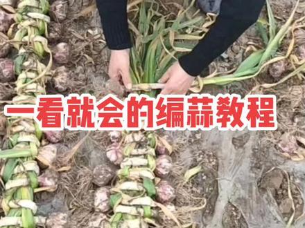 #一学就会的编蒜教程#金乡人的编蒜好方法#金乡大蒜@抖音广告助手