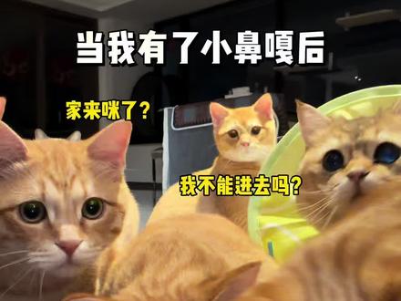 当我捡到小鼻嘎以后 #捡猫后续 #橘猫家庭生活 #奥润橘一家#小鼻嘎成长日记