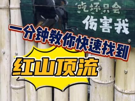 很多人进了红山冈瓦纳区,发现找不到杜杜,众里寻他千百度,按照我这个攻略一定能找到!#红山森林动物园 #南京旅游攻略 #动物园里有什么 #杜杜