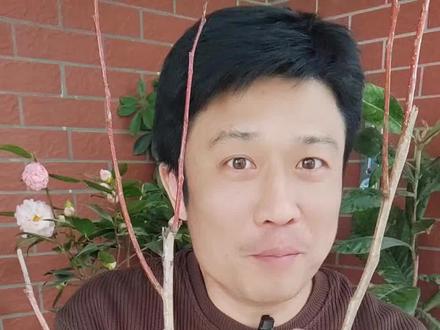 自己种一颗山楂树的体验,如何判断好苗,怎么根据自己喜欢的造型选盆#常见庭院果树推荐 #阳台种植 #盆栽山楂 #盆栽果树 #阳台种什么植物好