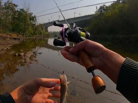 又是爆桶的一天!猎魔人黑豹马口竿新竿开光!冬季溪流照样狂拉马口!这个视频到底上了多少条鱼!#路亚 #路亚马口 #溪流马口 #出发吧伟大的钓手 #微物路亚