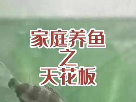在阳台上养鱼,还是纯肉食的鳜鱼!传说中只有大神才会的技术,其实也很简单#养鱼日记 #观赏鱼 #原生鱼