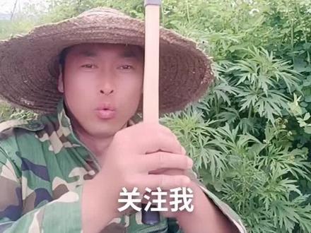 女人的吉祥草!大山里都是宝!