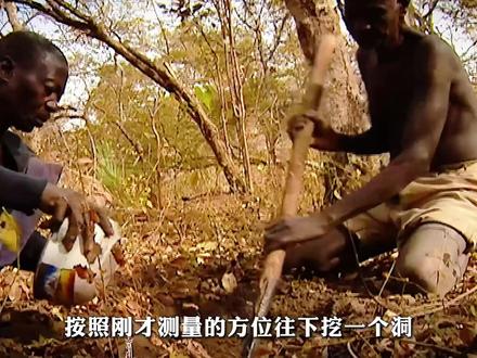 全网最硬核捕蛇方式!为抓捕6米多长巨型蟒蛇,男子竟将大腿当成诱饵!#动物 #动物世界 #科普 #蛇 #科普