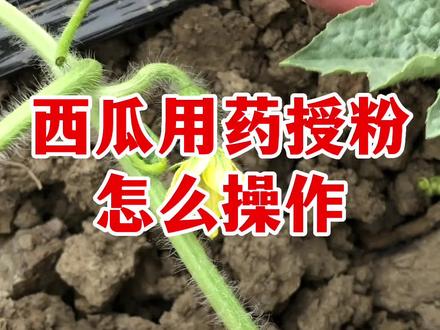 注意:30℃以上的高温要减少氯吡脲的用量,小果型的瓜用2-3ml的量就行#三农 #抖音助农 #西瓜种植